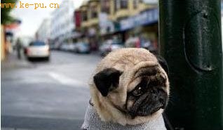 美国巴哥犬满脸皱纹 成“全世界最忧伤的狗”
