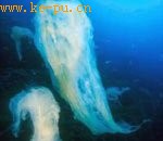 地中海现神秘黏液团