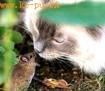 现实版《猫和老鼠》