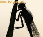 英野生动物摄影奖