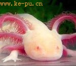 7种罕见白化动物