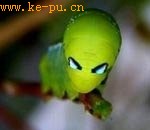 酷似外星生物的昆虫