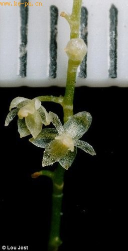 厄瓜多尔发现世界最小兰花 花朵直径2.1毫米
