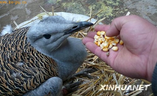 河北农民田里救助罕见受伤大鸨(组图)