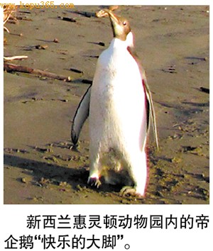 据新华社电 新西兰惠灵顿动物园说,动物园打算在今后几周内放生帝企鹅“快乐的大脚”。