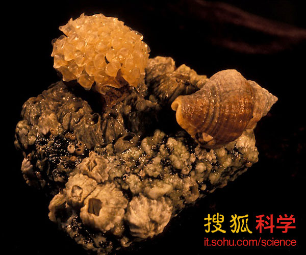 尽职的蜗牛爸爸在家照顾一群蜗牛宝宝,保护它们的安全,使它们保持湿润。