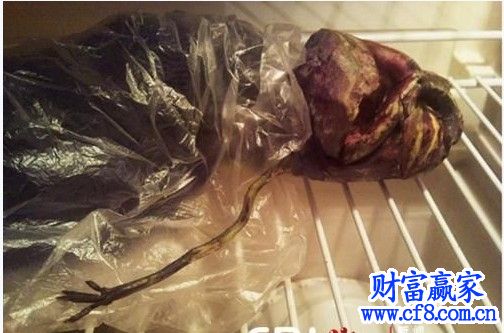 俄罗斯外星人尸体被女子存冰箱 冷藏时间达2年