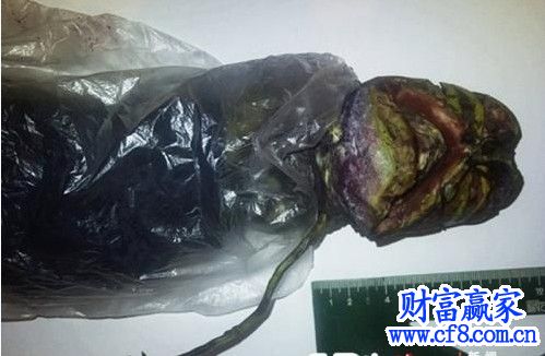 俄罗斯外星人尸体被女子存冰箱 冷藏时间达2年
