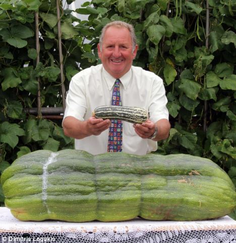 Monstrous marrow: Phillip Vowles with his 112lb voluptuous vegetable and one of its smaller siblings