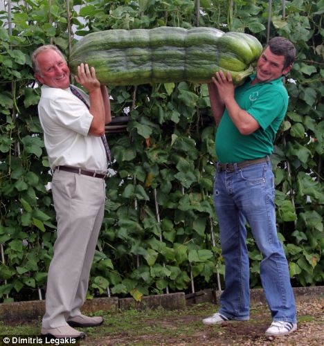 That's got to be one of your five-a-day: Phillip Vowles (left) and son Andrew hoist up the vast vegetable