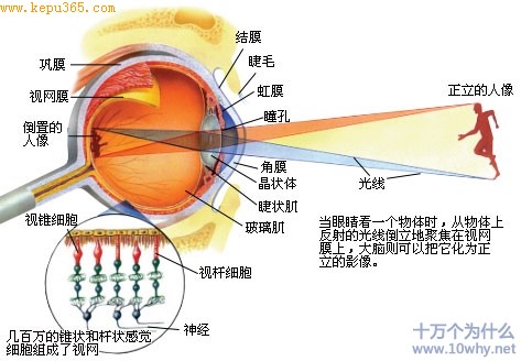 眼睛 眼睛