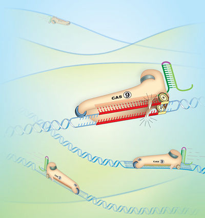 ϸеĻRNAǺᣩ̵ģϸCas9øΪ鹤̵ķ