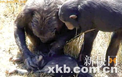 黑猩猩妈妈哀悼死亡幼仔:流露伤心与不舍(图)